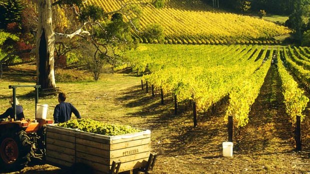 Green and pleasant ... the rolling vineyards of Hahndorf.