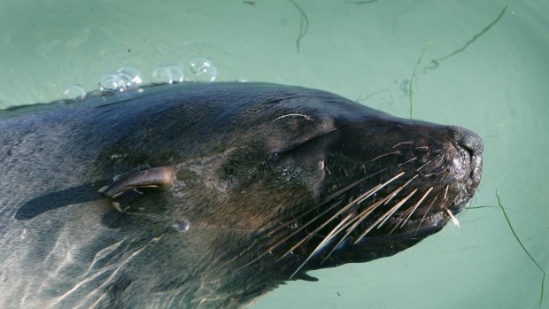 Sammy the seal had been sighted from as early as 2008.