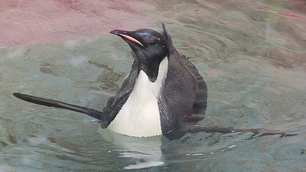 Emperor penguin Happy Feet has gone for his first swim since arriving in New Zealand over a month ago.