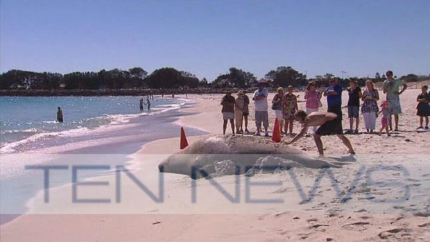 A man captured on film slapping a seal at Sorrento in February.