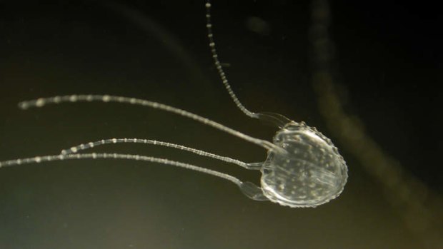 Scientists have developed a method for predicting the arrival of Irukandji jellyfish a week in advance.