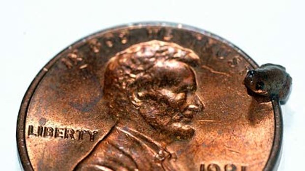 The little critter on a US cent.