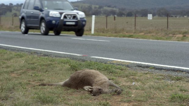Dry weather is enticing animals to the road side, where many are being hit by vehicles.