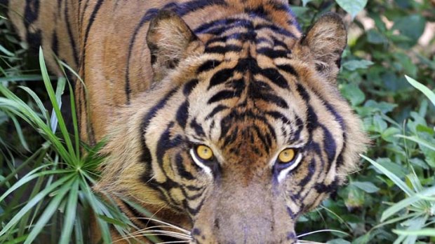 A trap intended for pigs accidentally caught and killed a rare Sumatran tiger.