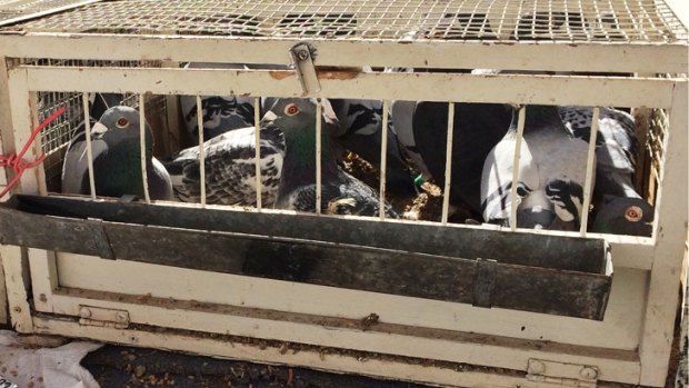 The pigeons were released as part of the Leonora Golden Gift Carnival.