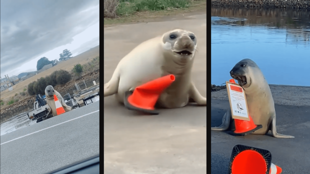 Neil the Seal is back, but in danger of being loved to death