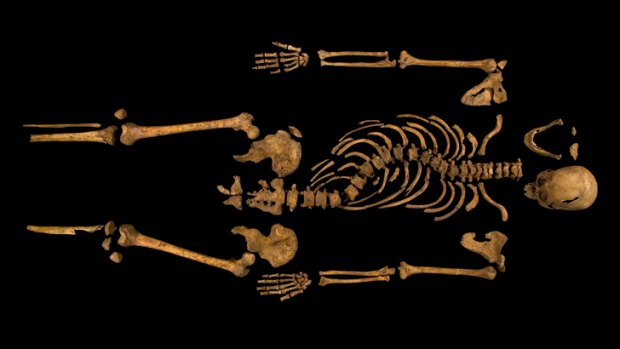The skeleton of Richard III, with its twisted spine, which was discovered at the Grey Friars excavation site in Leicester.