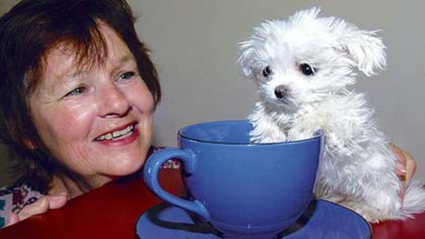 Scooter ... could sit in a tea cup, with owner Cheryl McKnight.