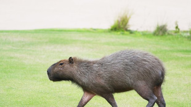 A capybara crosses a fairway.
