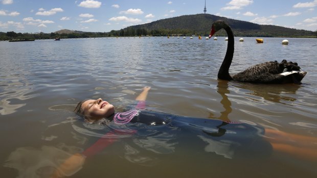 A black swan swims by as Tara Cannon, 8, from Duffy floats in Lake Burley Griffin at Yarralumla Beach.