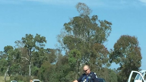 Koala on the Brisbane Valley Motorway
