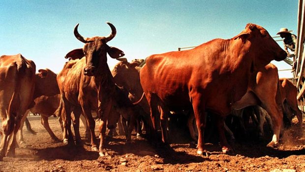 Details of planned shipments of thousands of live cattle are also exposed in court papers.