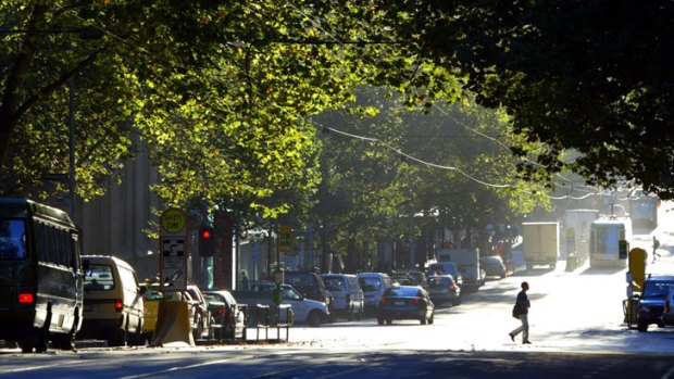 On the nose ... Plane trees in Collins Street.