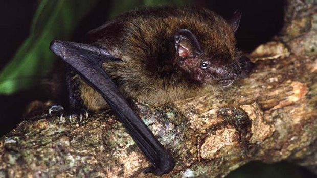 Extinct: the pipistrelle.