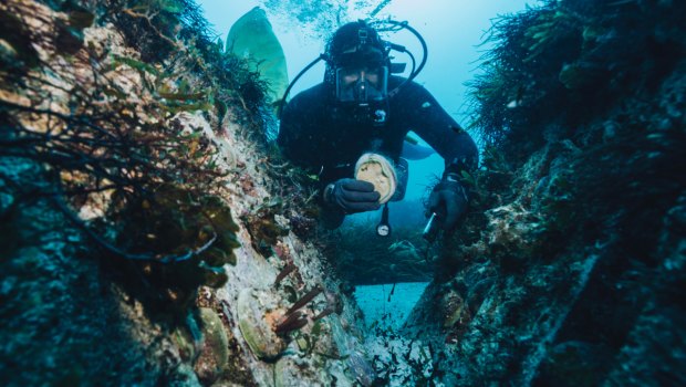 Brad Adams, chief executive of Ocean Grown Abalone, diving for abalone. 