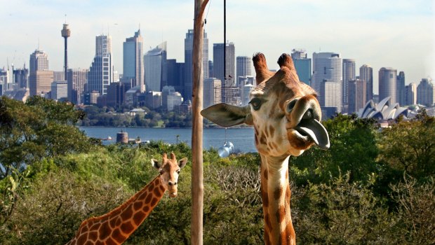 Taronga Zoo giraffes enjoy a stunning harbour vista.