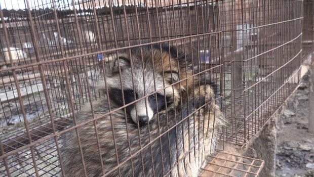 A raccoon dog in a cage at a fur farm in China.