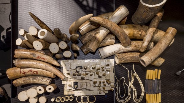 Intricate ivory figurines, bracelets and other items were turned into powder at an ivory destruction event in Melbourne. 