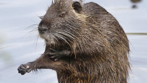 A Nutria, or river rat, sits on a stone.