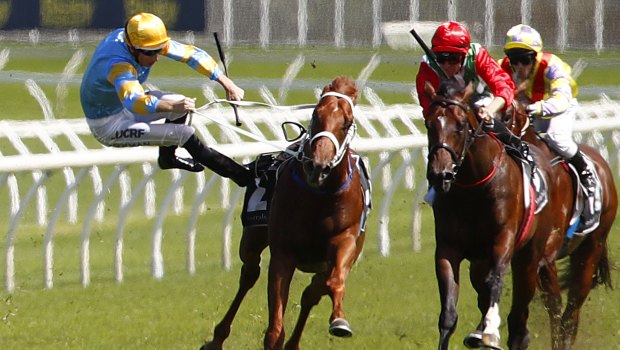 Fall guy: Hugh Bowman is sent flying from Performer as he veers out in the Todman Stakes at Randwick on Saturday.