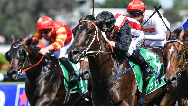 On the rise: Brenton Avdulla pushes Renewal out to victory at Rosehill last month.