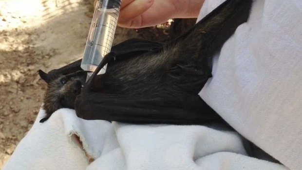 A Friends of Bats and Bushcare volunteer injects water into the mouth of a heat stressed grey headed flying fox.