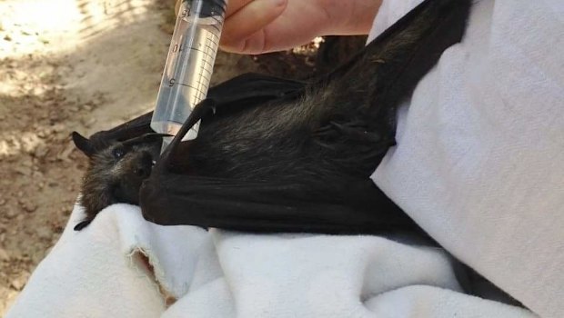 A Friends of Bats and Bushcare volunteer injects water into the mouth of a heat stressed grey headed flying fox.