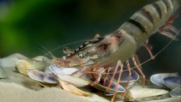 CSIRO investigates impact of pesticides on black tiger prawns in Queensland.