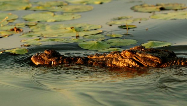 A crocodile in Arnhem land.