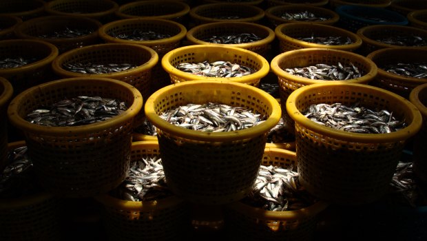 Baskets of trash fish are piled at a fishmeal processing plant in Ranong, Thailand, in 2016.