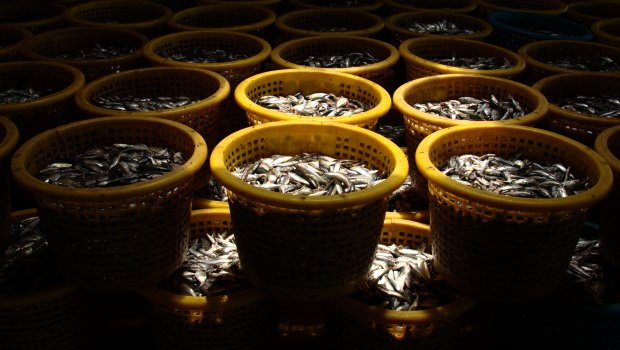 Baskets of trash fish are piled at a fishmeal processing plant in Ranong, Thailand, in 2016.