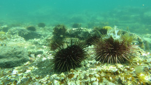 The urchins were everywhere, turning the seafloor into an underwater desert.