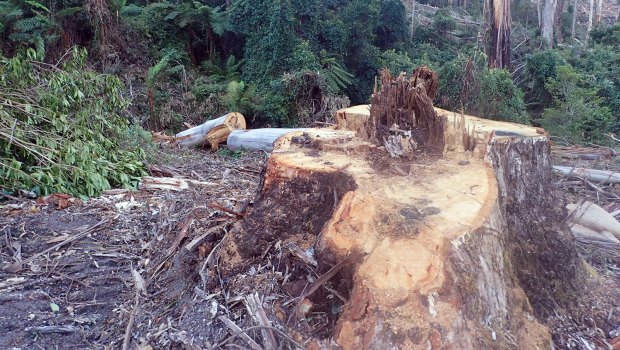 VicForests is alleged to have illegally logged within a rainforest buffer zone. 