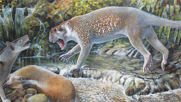 Australian researchers discover new species of marsupial lion