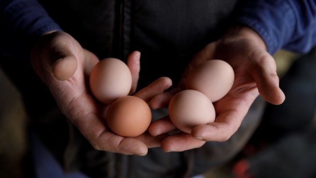Residents in the contamination zone were warned not to eat home-laid eggs.