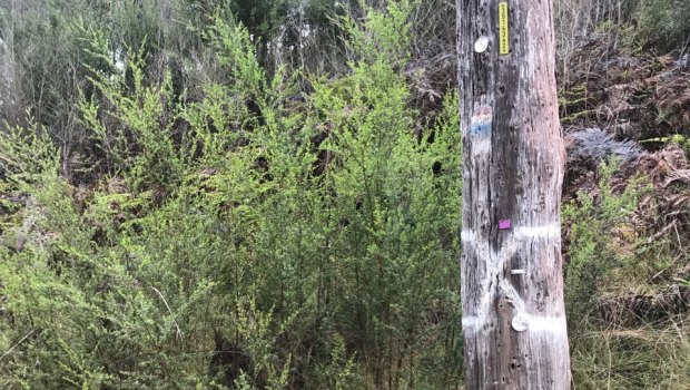 A condemned power pole in a bushfire-prone region near Mansfield.