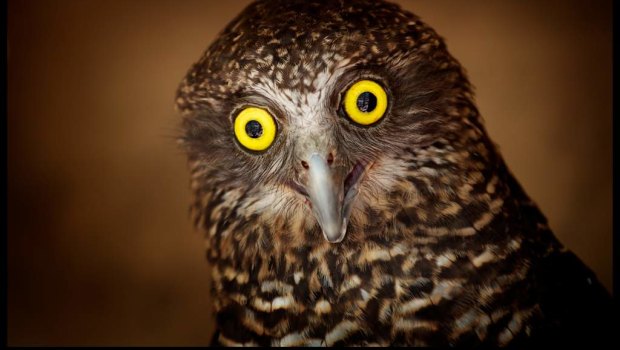 A powerful owl. At home on the Polly Woodside?