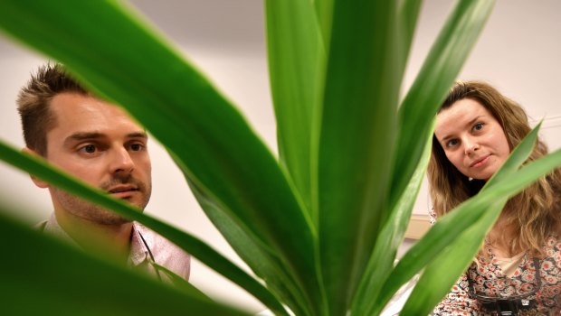 Eye and Ear Hospital doctors and article co-authors Adrian Dragovic and Maria Vartanyan examine a yucca from a safe distance.