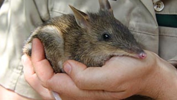 An eastern barred bandicoot.