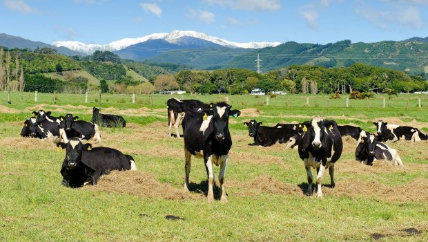 Dairy cows that supply milk to Fonterra Cooperative Group at a farm in Otaki, New Zealand.