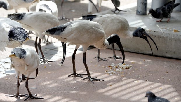 A Griffith University study found that about 70 per cent of tourists found interactions with ibises enjoyable