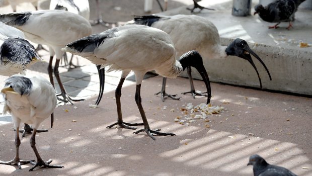 A Griffith University study found that about 70 per cent of tourists found interactions with ibises enjoyable