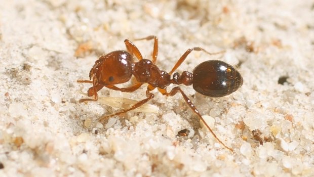 Fire ants have broken the containment line in south-east Queensland, being spotted as far as 15 kilometres from the last known nest.