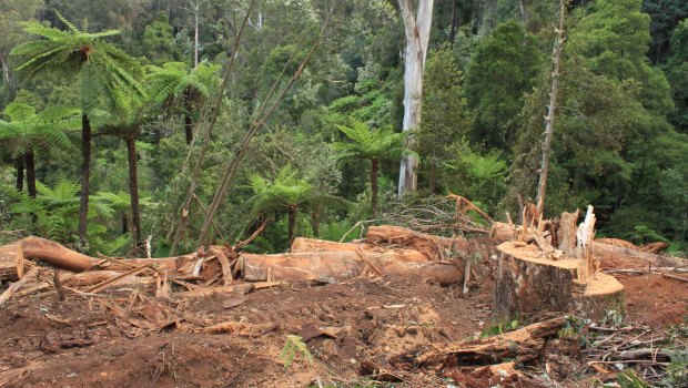 Orange tapes within protected rainforest marking the route of the bulldozer in the 'Bellman" coupe, East Gippland.