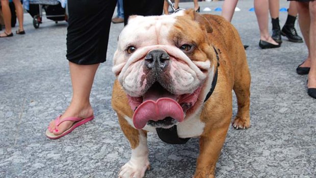 The same breeding techniques that gave us virtually all of the food we now eat also has given dogs like the bulldog a predisposition to spinal problems and breathing difficulties.