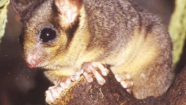 The Leadbeater's possum's critically endangered status is under review.