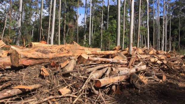 Forestry in state forests has been loss-making, and environmental groups have long called for it to end.