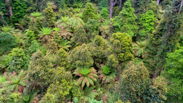 Rainforest that was at risk of being logged in East Gippsland.