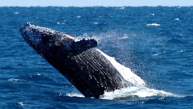 Humpback whales look set to reach their pre-whaling numbers by 2050, a Queensland researcher says.