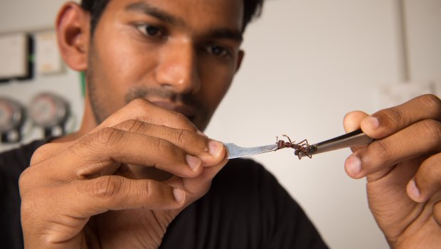 PhD student Ravi Palavalli-Nettimi is trying to crack the navigation secrets of ants. “I like Australian ants. They’re crazy.” 